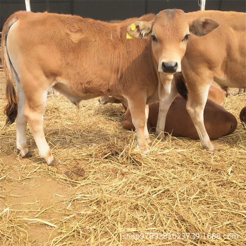 鲁西黄牛改良肉牛苗鲁西黄牛养殖基地黄牛价格  小黄牛