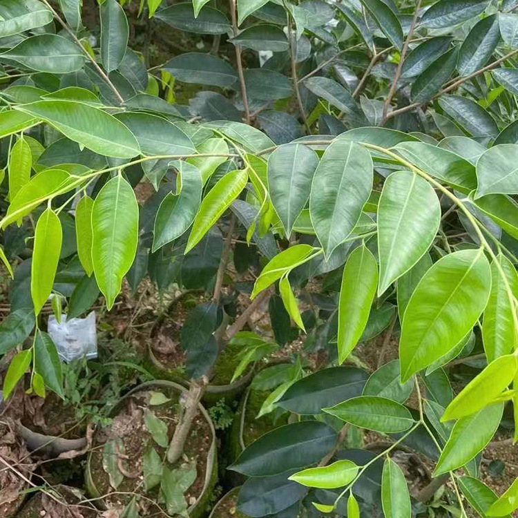 电白绿奇楠苗 沉香树嫁接棋楠苗 种植绿奇楠结香快来油好 沉香苗