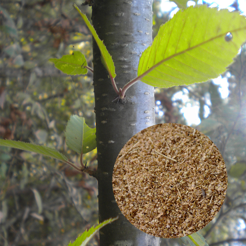 西南桦种子桦木种子林木种子当年12月新采云南产地直销