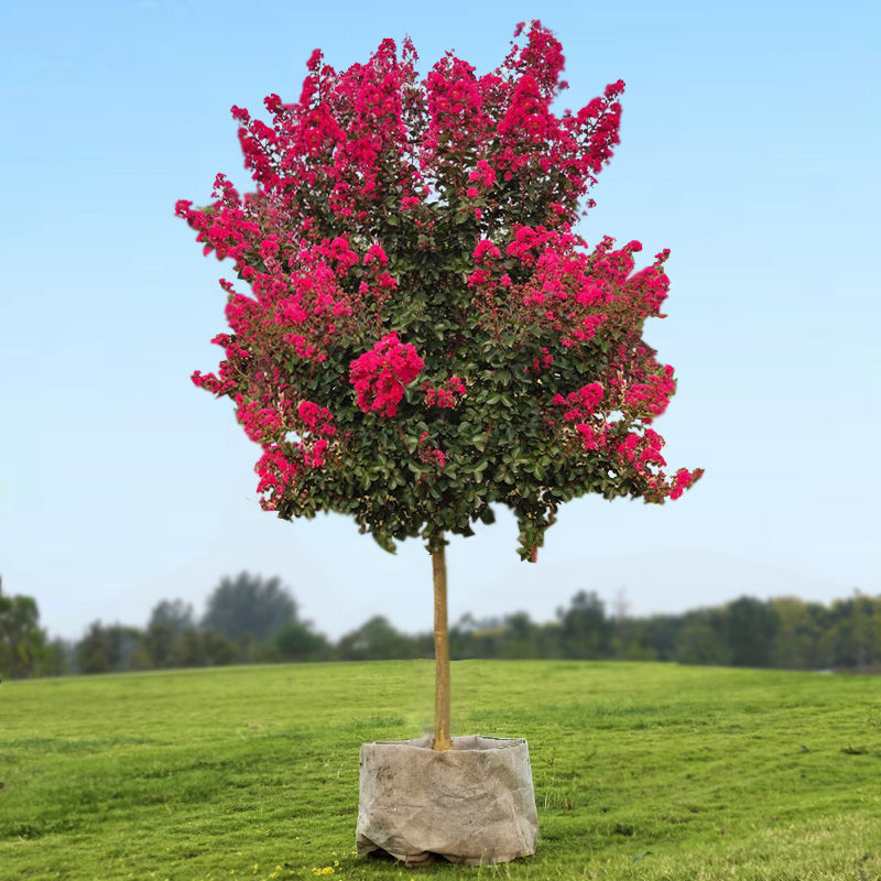 紫薇树百日红 红火箭紫薇 红花紫薇 红火球 紫薇花树 天鹅绒紫薇