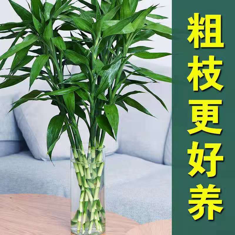 富贵竹水养云南昆明基地直发水培植物竹绿植四季水养跨境速卖通