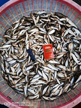 麦穗鱼冷冻4斤包邮龙虎魟鱼饲料冰冻麦穗鱼