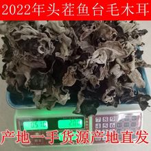 头茬毛木耳大片肉厚白背火锅鱼台大木耳竹耳无根产地批发农家干货