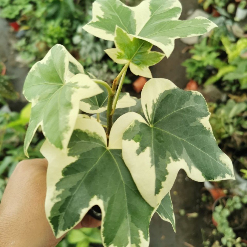 花叶熊掌木盆栽四季常绿木本植物金叶绿植耐热多年生阳台庭院