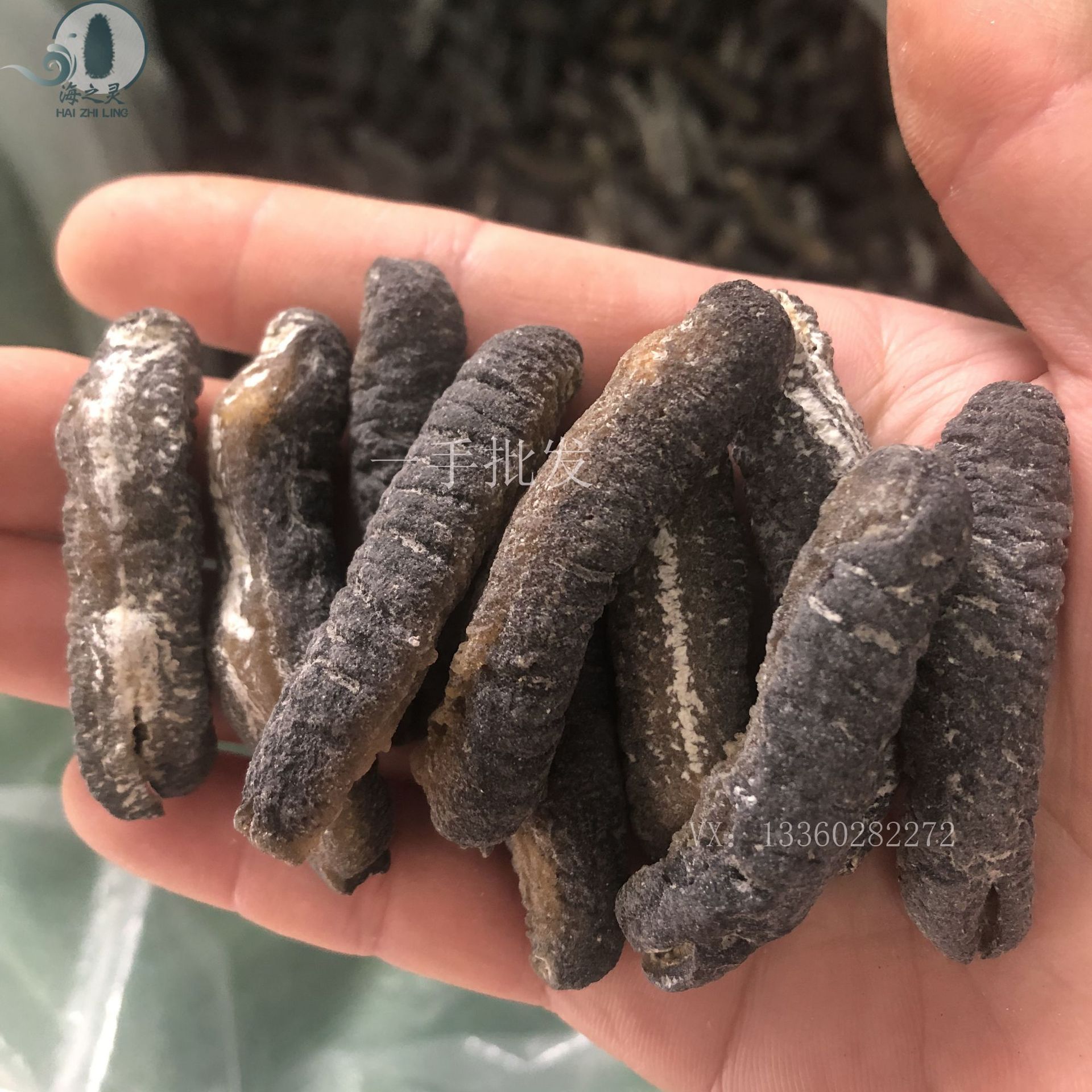 批发明秃参明玉白玉参淡干斐济明秃参 110头口感q弹白肚黑背海参