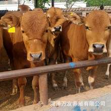 鲁西黄牛肉牛多少钱一头 哪里有卖鲁西黄牛的 活体肉牛犊养殖场