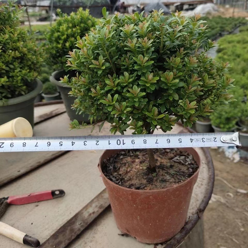 小叶赤楠树苗独杆赤楠苗盆栽高杆小叶赤楠四季常青盆景树桩素材苗