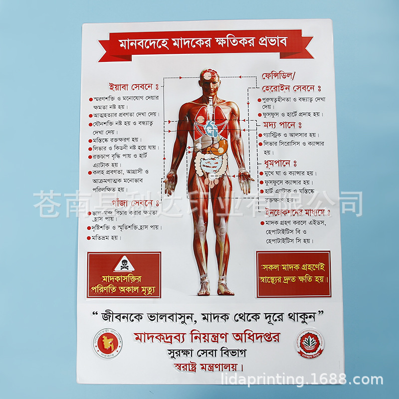 厂家直供3d吸塑解剖图 pvc医学海报挂图 立体塑料人体器官解破图