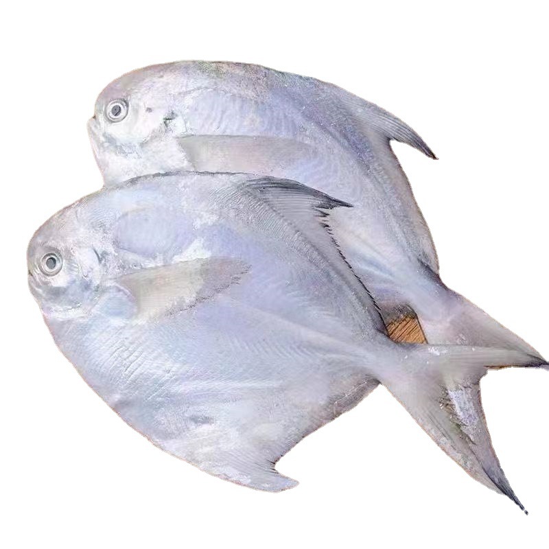 5两小银鲳鱼 东海白鲳鱼平鱼鲜冻小白鲳带箱12斤包邮商用-阿里巴巴