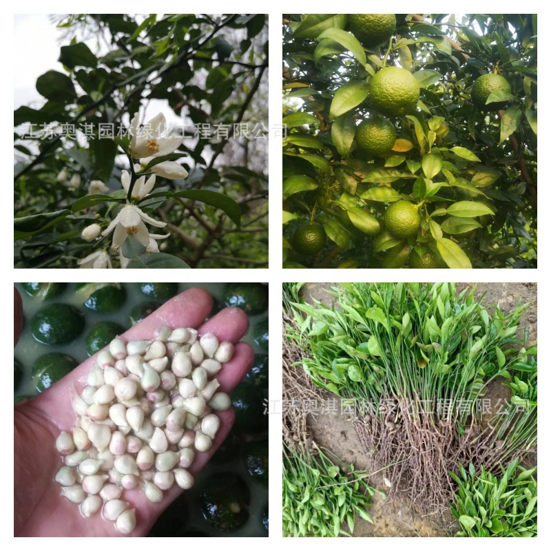 新采香橙种子枳壳种子枸桔红橘橘子柑橘香橙脐橙籽嫁接砧木树种子