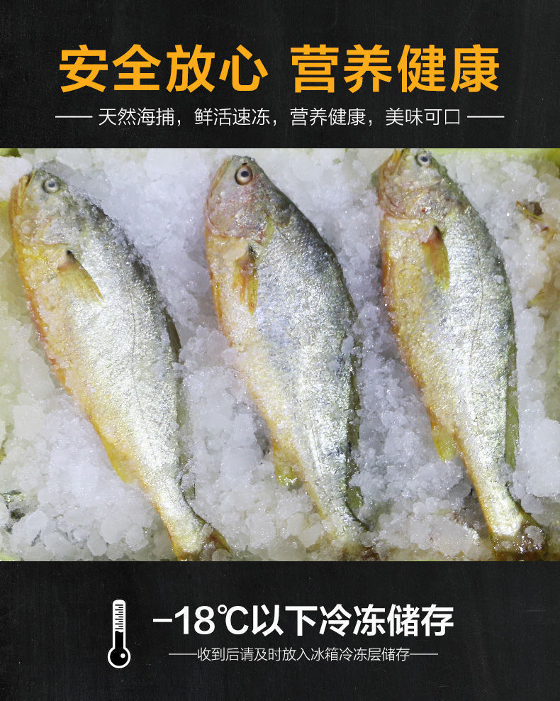 整箱青岛大黄姑鱼新鲜大黄鱼鲜活冷冻黄生鲜海鲜类批发水产大海鱼