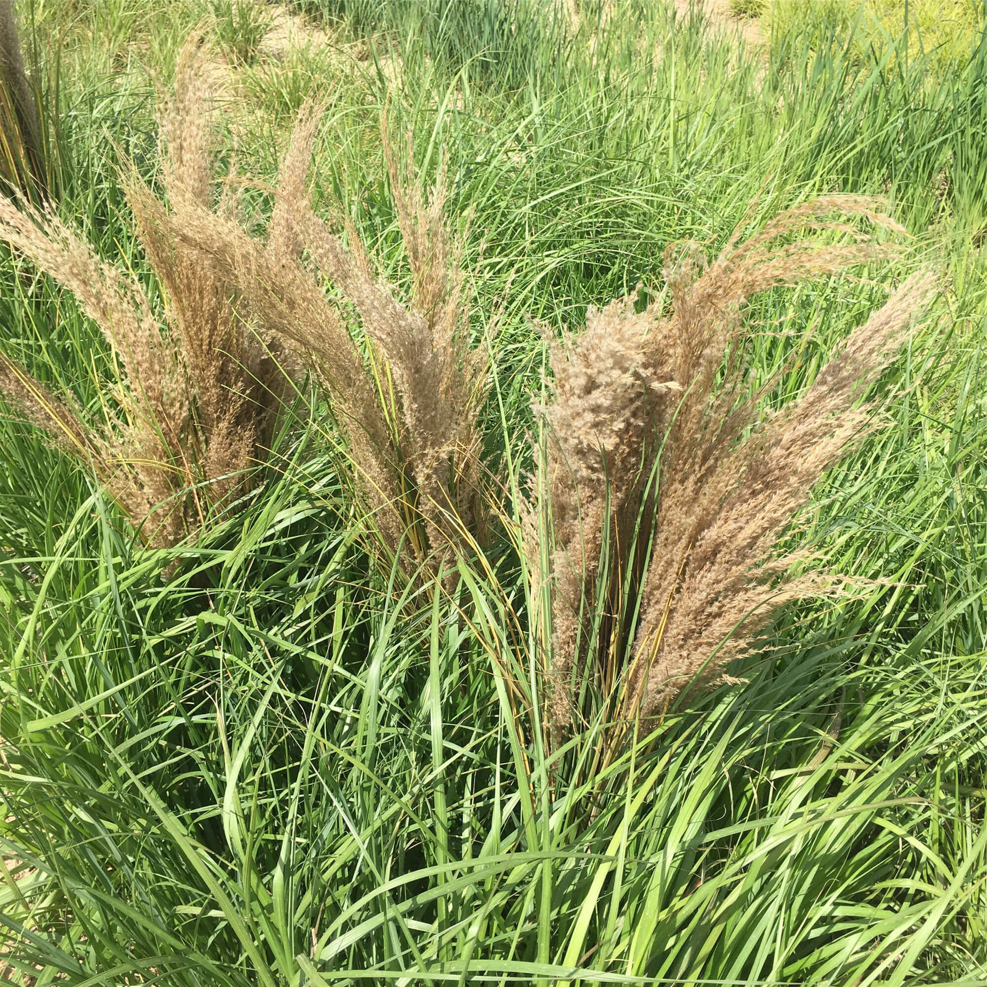 仿真芦苇
