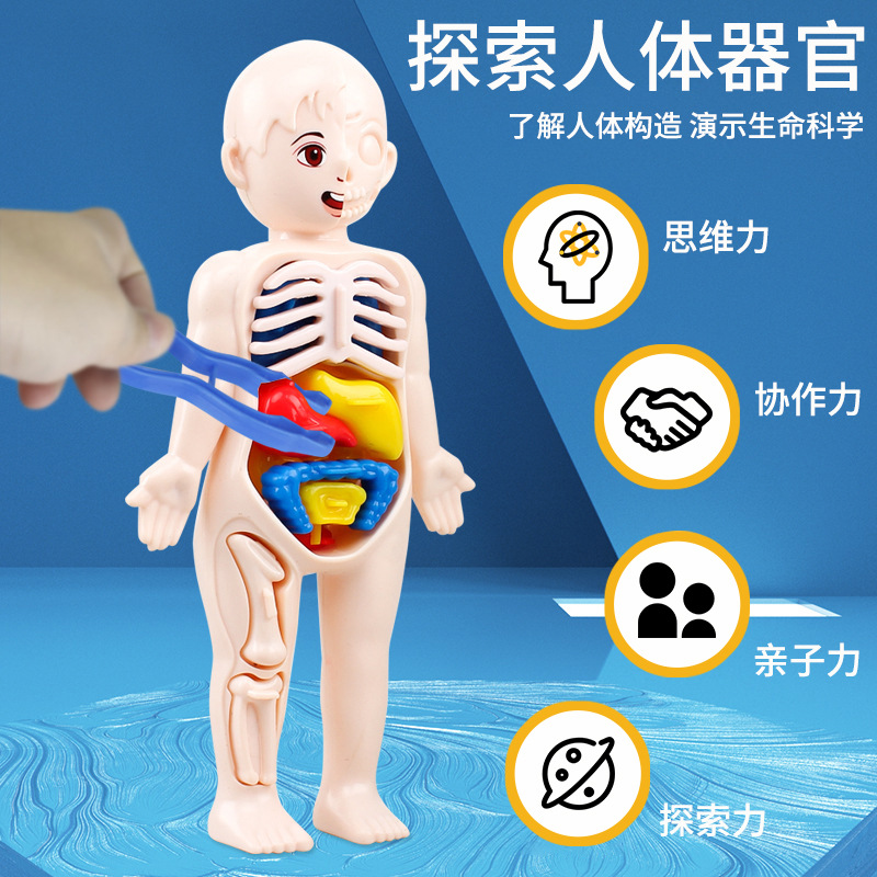 人体器官模型儿童启蒙仿真内脏解剖跨境批发科教益智玩具男女孩