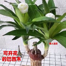 育苗营养盘巴西木水养大号格特绿植盆栽带室内花园种菜长方形场景