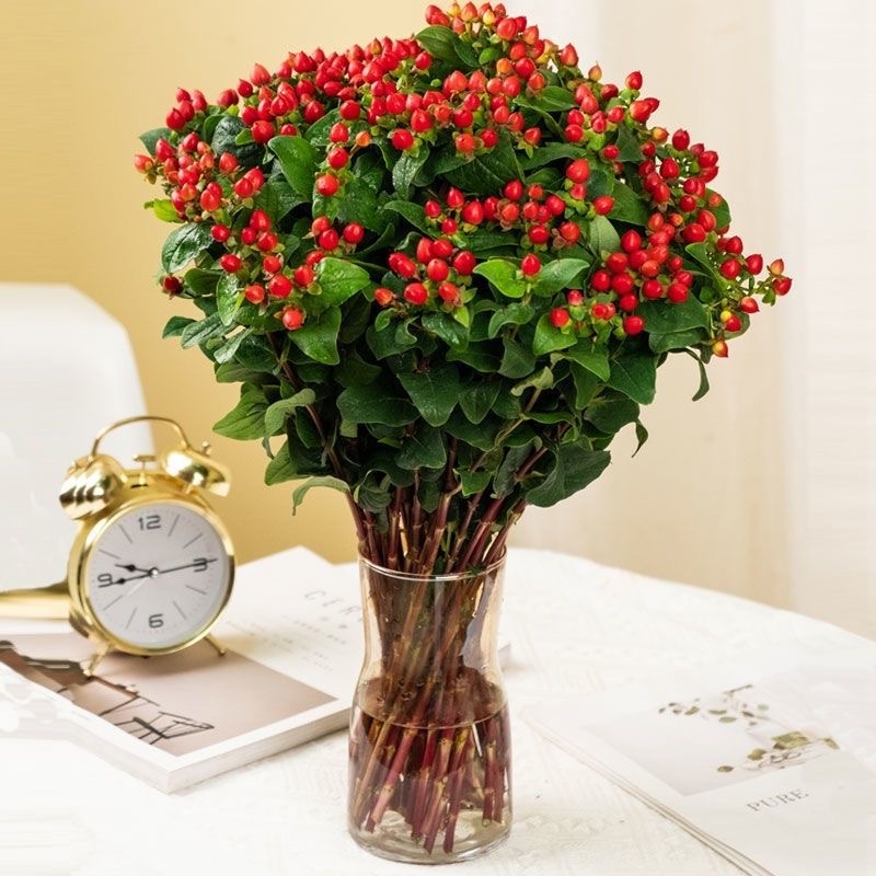 相思红豆鲜花水培水养火龙珠客厅家用插画云南基地直发大花束真花