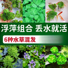 净化鱼缸水培浮萍龟缸水草无土养龟绿植水质活体水生植物养鱼种子