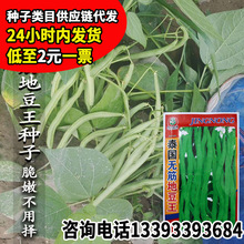泰国无筋地豆王豆角种子 农田菜园免架无筋肉厚菜芸豆角蔬菜籽