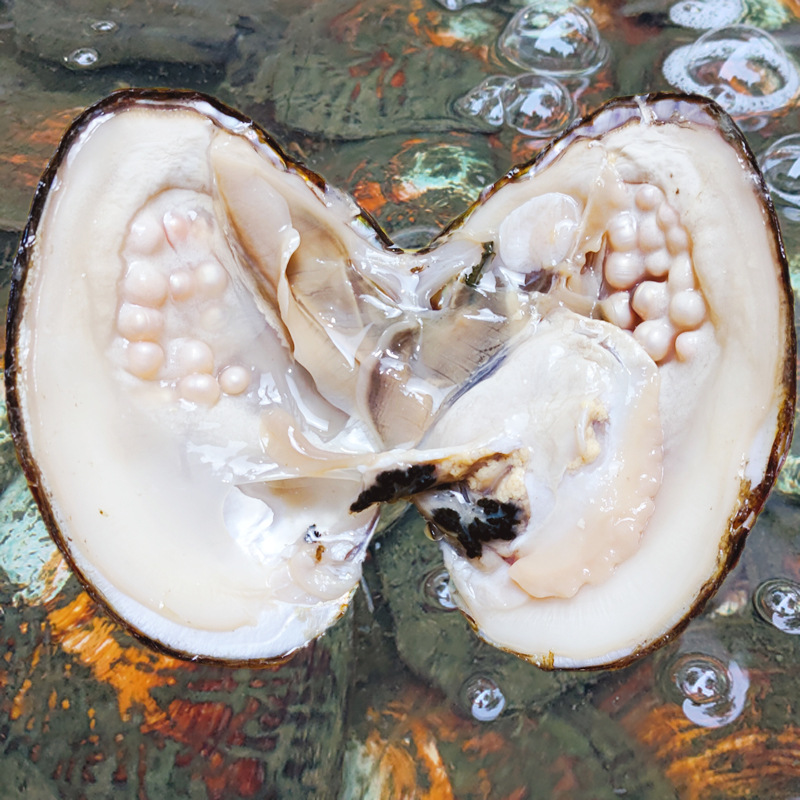 河蚌珍珠小