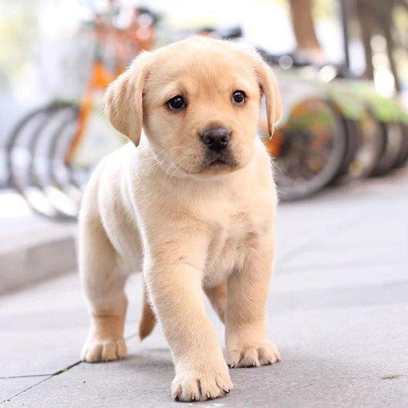 批发代发拉布拉多幼犬活体宠物狗狗拉不拉多寻回犬导盲犬崽温和犬