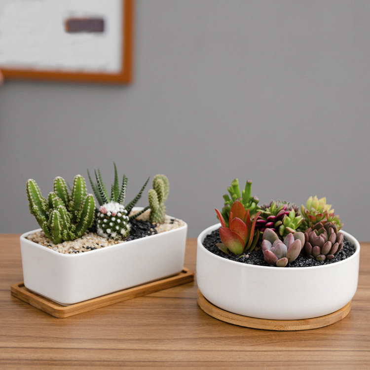 简约多肉白色花盆创意陶瓷多肉花盆配竹托盘 陶瓷花盆组合套装