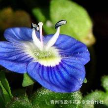 婆婆纳基地批发 耐寒植物婆婆纳种子 园林绿化工程婆婆纳小苗