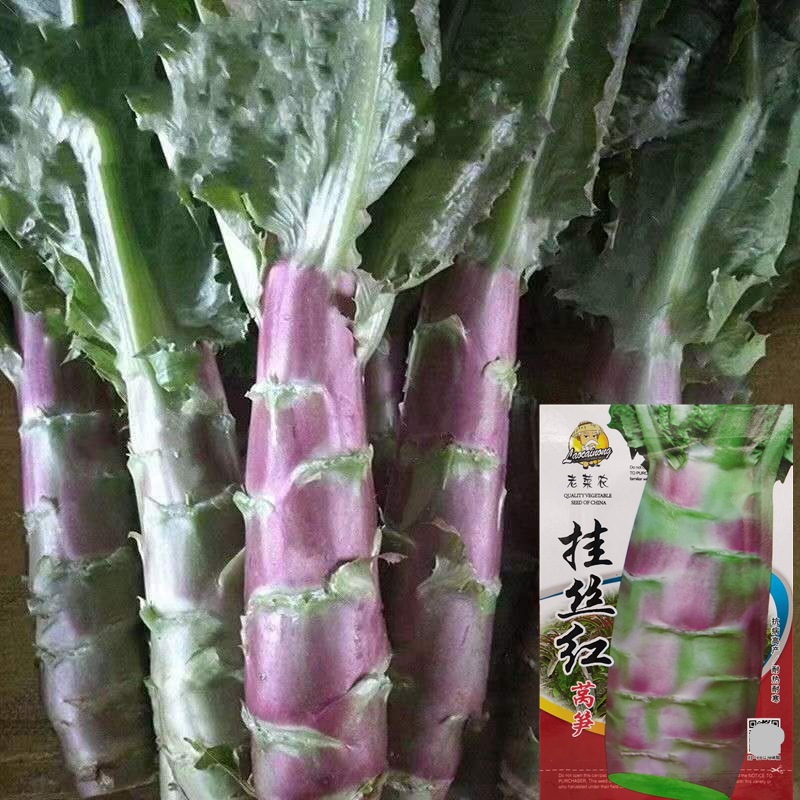 红色挂丝红莴笋种子耐热耐寒四季蔬菜种子莴苣菜种籽