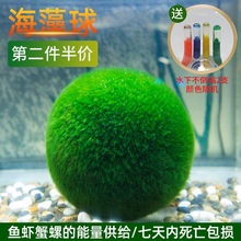 鱼缸海藻球水草微景观生态瓶绿藻球造景装饰绿植水生水培植物路师