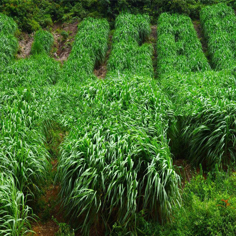 牧草种子多年生黑麦草种籽四季紫花苜蓿苏丹草高丹草鸡鸭猪牛羊鱼