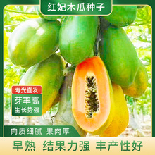 木瓜种子台湾农友红妃CX037杂交矮生木瓜籽春季水果种子果形大