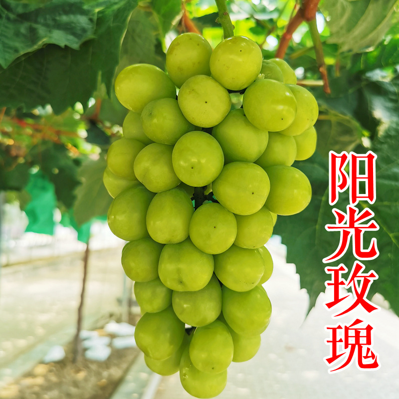 阳光玫瑰葡萄苗 5bb 3309 贝达青提无籽 日本香印晴王葡萄苗