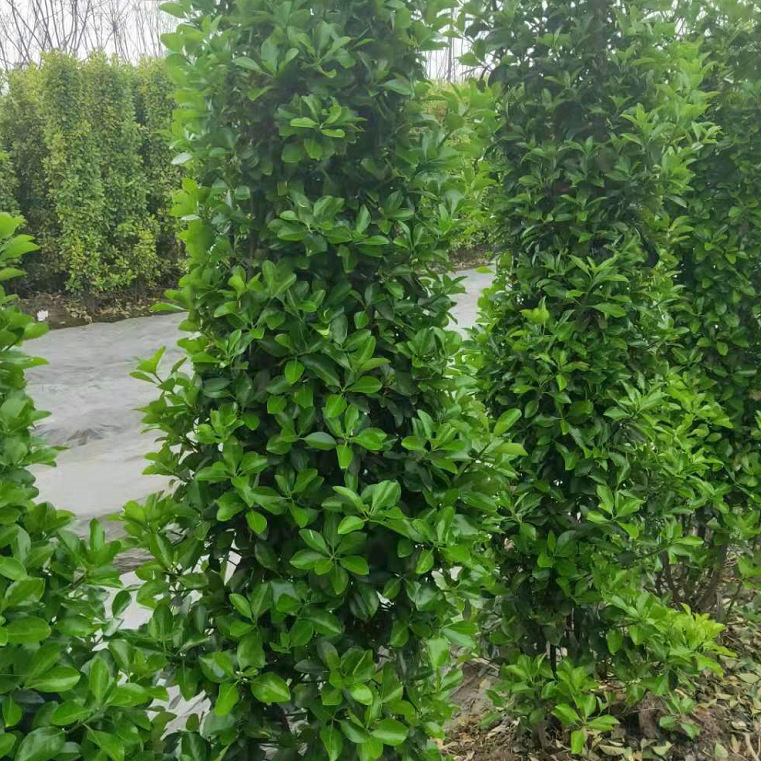 大叶黄杨篱笆红叶石楠金边黄杨绿各种规格行道围墙绿化