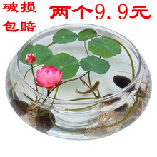 玻璃花瓶碗莲铜钱草水仙花盆水培花卉 绿植水养 客厅阳台桌面万桃