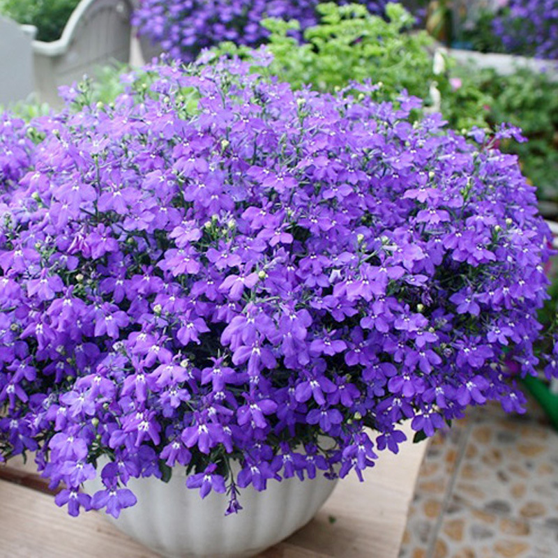 半边莲种子多色六倍利春播室内阳台盆栽植物花卉种子香草植物种子