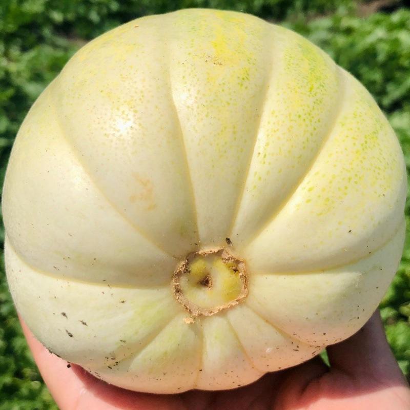 甜瓜东北头茬大地香瓜现摘白糖罐孕妇新鲜时令应季水果批发包邮