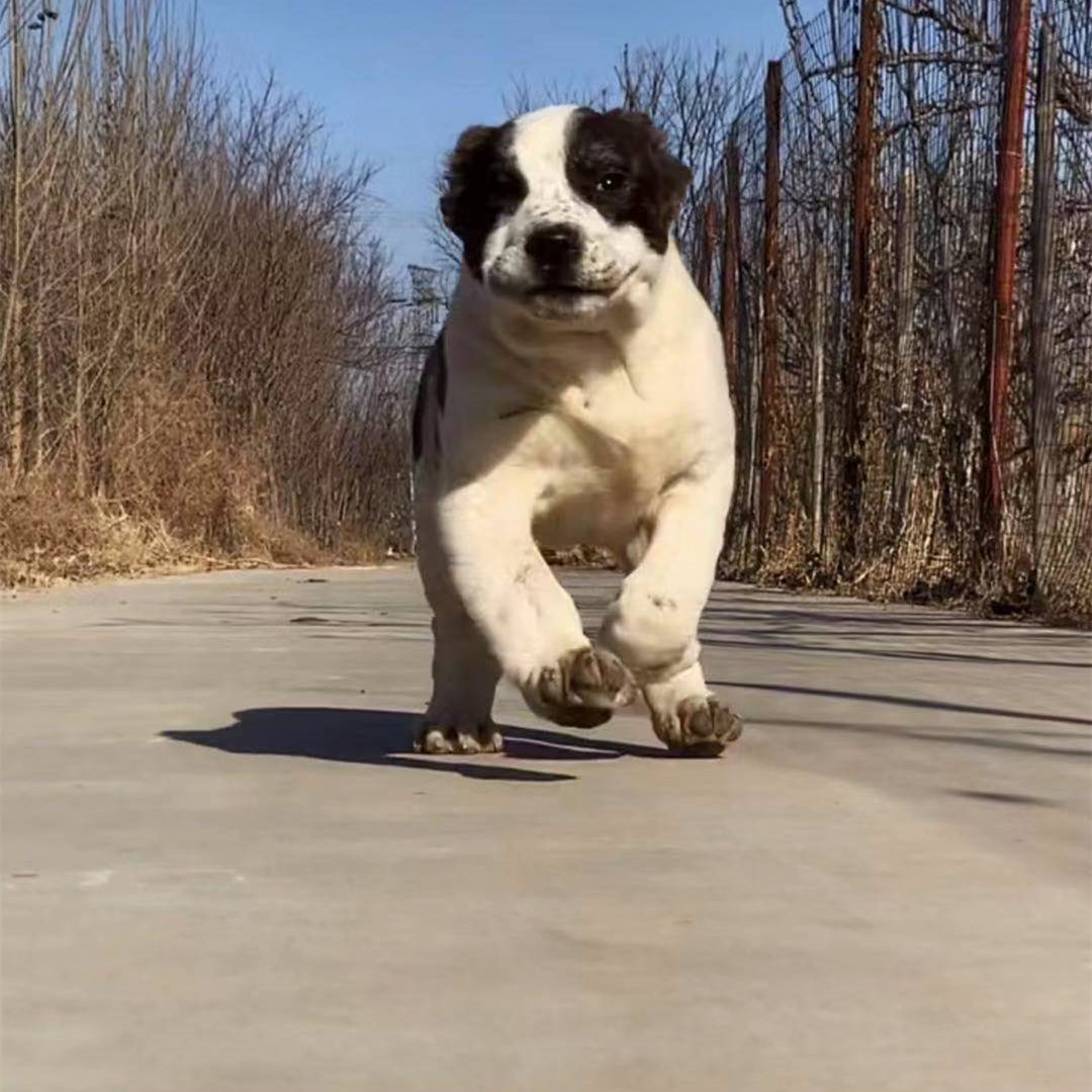 出售中亚牧羊犬活体幼犬家养看家看场狗狗骨架大中亚狗多少一条