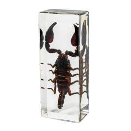 源头供应儿童节树脂滴胶昆虫标本真实蝎子蜈蚣桌面工艺品摆件手工