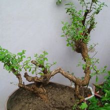 枸杞盆景盆栽花卉植物微景观种植老桩树桩室内外阳台庭院绿植造景