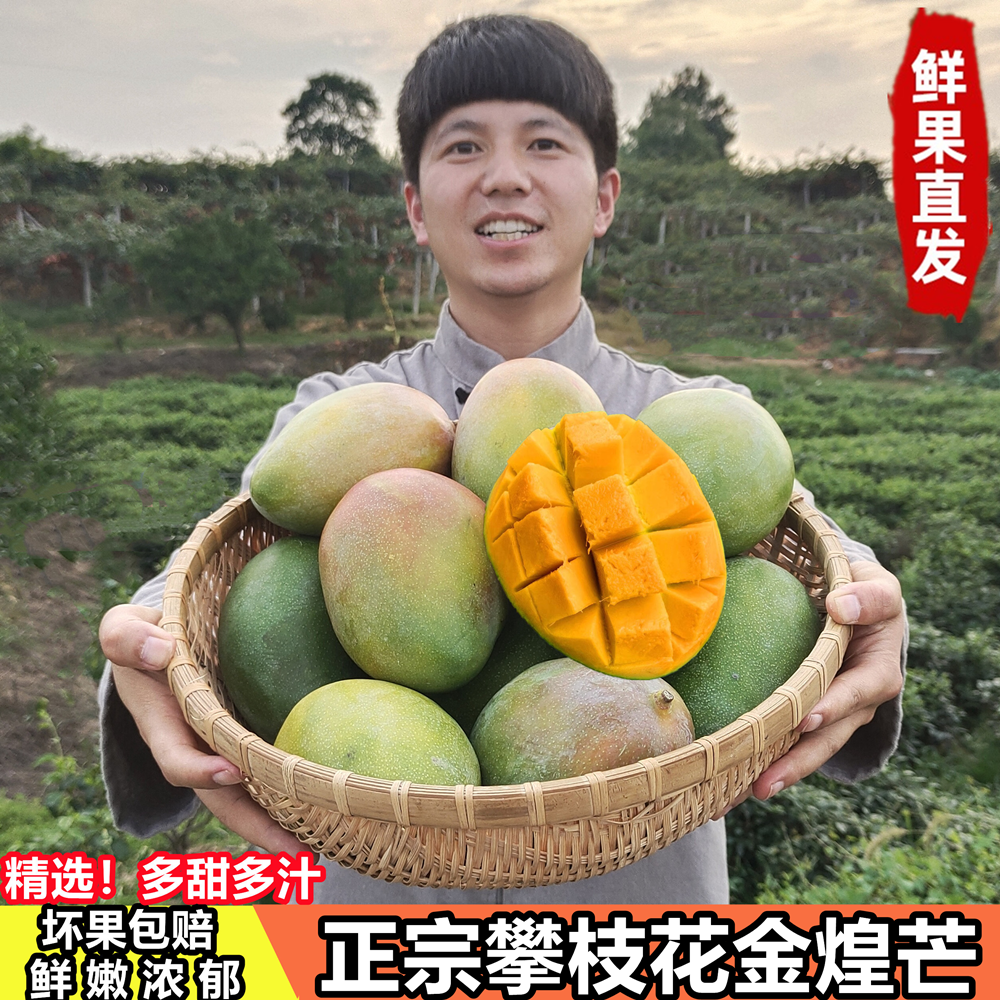 ll四川攀枝花金煌芒果新鲜大果应当季水果整箱特大青甜芒5斤8.5斤