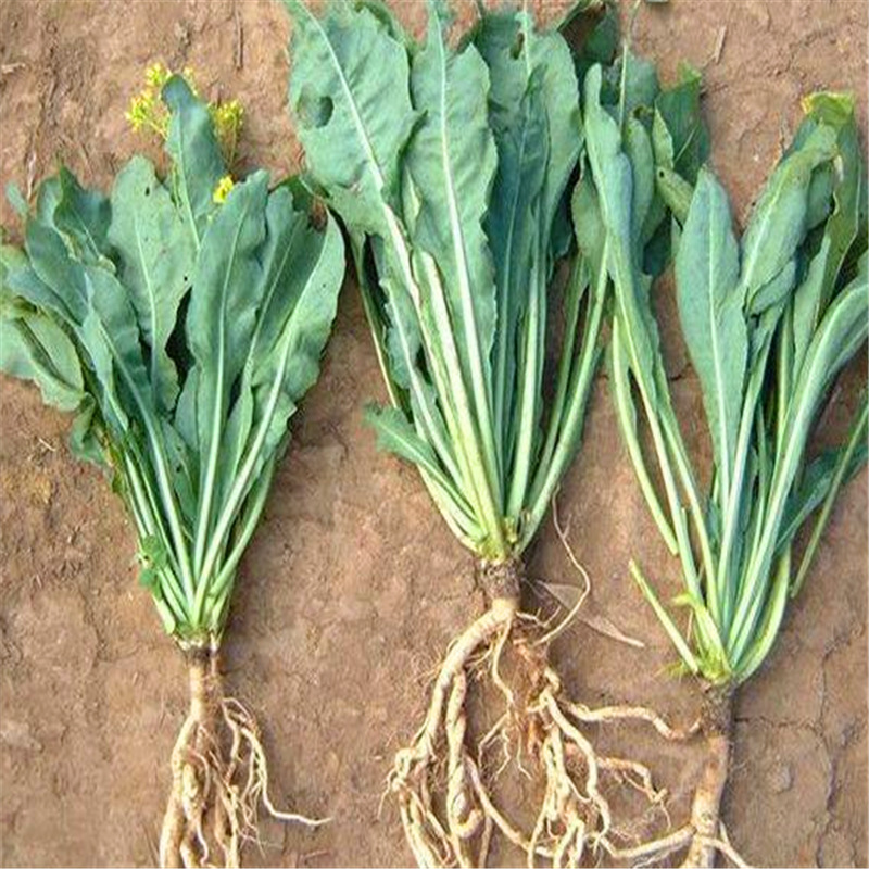 免费赠送甜玉米种批发板蓝根种子价格大青叶种子发芽率好回收药材