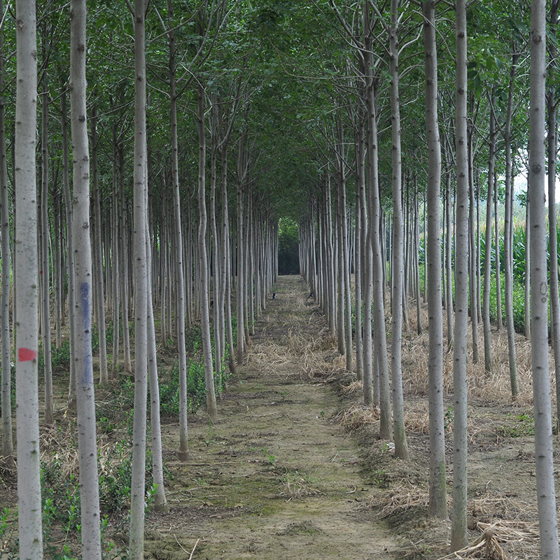 5成交10棵绿化苗木 白蜡树苗 白蜡杆树苗 速生白腊树苗 对节白蜡大小