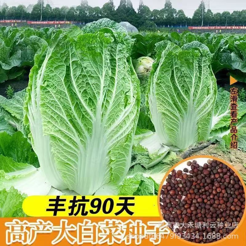 丰抗90白菜种子包心杂交大白菜籽抗病高产耐高温蔬菜种子种籽夏播