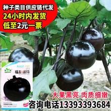 华煜福星圆茄种子快茄圆茄种子紫黑大圆茄籽四季蔬菜黑宝高产茄孑