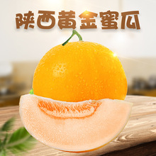 【严选】陕西黄金蜜瓜 代发3/5斤新鲜应季水果爆甜多汁冰激凌黄河