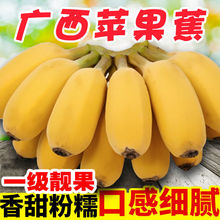 广西苹果蕉非小米蕉西贡蕉新鲜现摘孕妇水果苹果蕉香蕉粉蕉批发