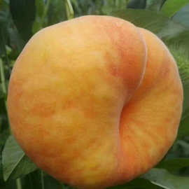 中蟠11号桃苗批发价格 黄肉油蟠桃树苗基地 黄桃血桃红桃树苗穴盘