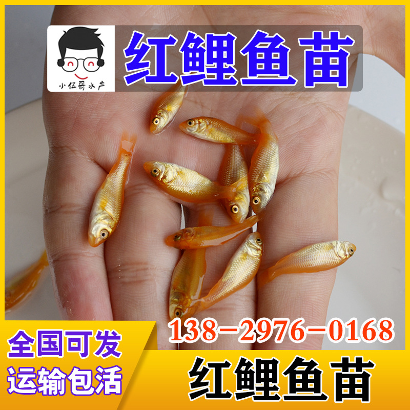 红鲤鱼苗淡水鱼塘养殖玻璃红兴国红鲤鱼苗包活免邮养殖周期短