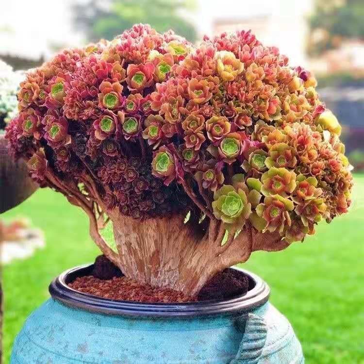 多肉植物法师绍羞玫瑰缀化红覆轮瓯子绿羊绒万圣节嘉年华绿植盆栽