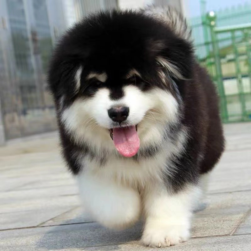 纯种阿拉斯加活体幼犬巨型犬灰桃黑红棕阿拉斯加雪橇犬宠物狗狗