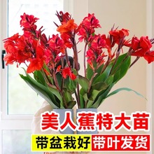 美人蕉大花苗带叶发货基地直发花卉盆栽阳台庭院植物好养活四季开