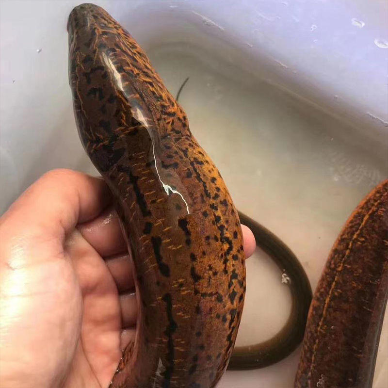 黄鳝鱼鲜活顺丰野生稻田鱼长鳝丝生态淡水鱼活体大黄鳝无负担零食